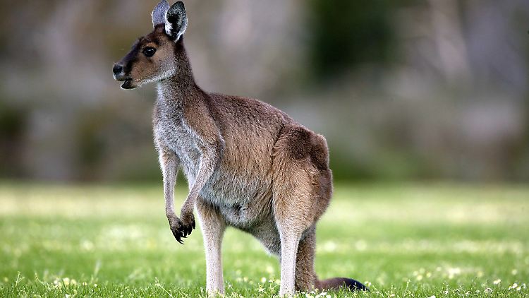 Angriffe durch Kängurus gibt es in Australien immer wieder - sie sind aber sehr selten tödlich.