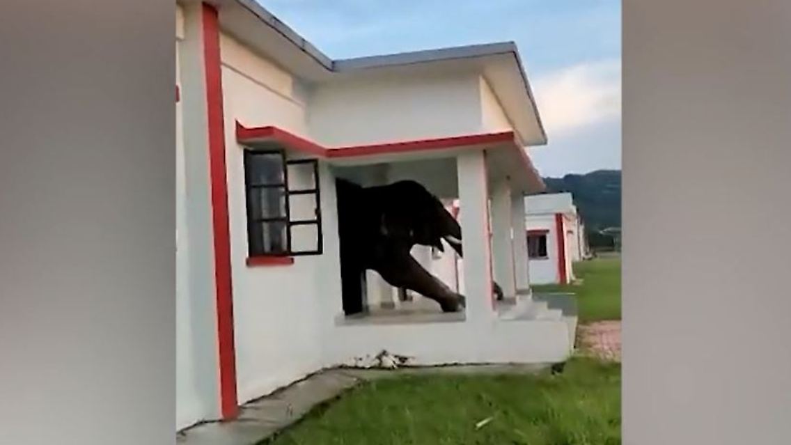 Elefant.JPG