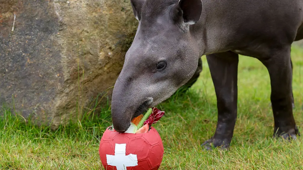 Tapir-Theo-frisst-in-seinem-Gehege-im-Allwetterzoo-das-Gemuese-aus-dem-Ball-der-Schweiz