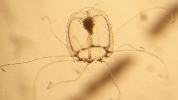 Die Medusen können sich wieder in den Babyzustand zurückversetzen.