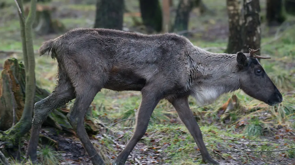Ein-Rentier-im-Tierpark-Sababurg-bei-Hofgeismar-im-Reinhardswald-Hessen
