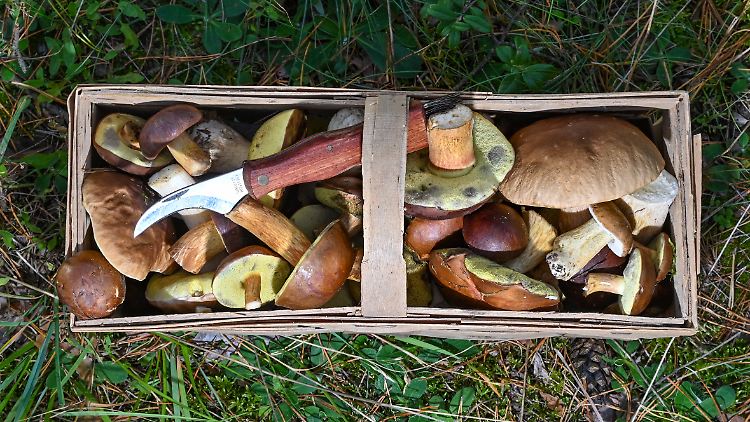 Maronen und Steinpilze dürften sich im Wald derzeit  wohlfühlen, meint Pilz-Experte Helbig.