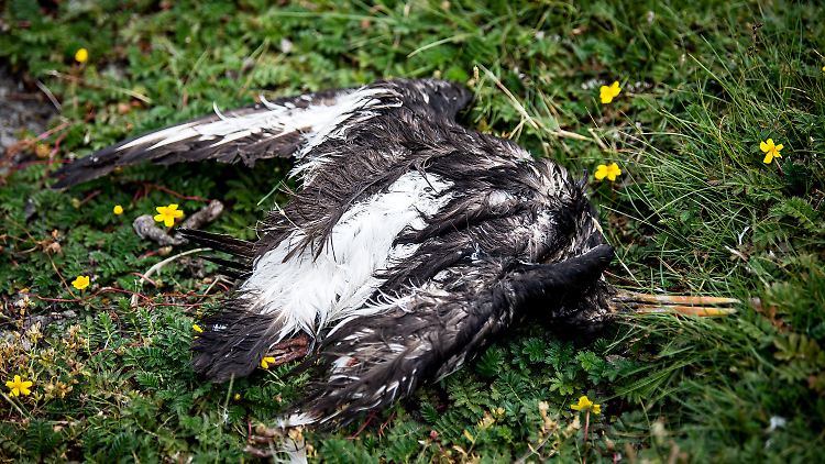 Vogelkadaver lassen ahnen, dass die Vogelgrippe viele Tiere dahingerafft hat. 