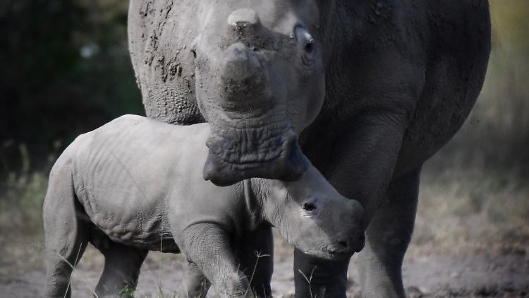 Nashorn-Nachwuchs im Akagera-Nationalpark in Ruanda. 