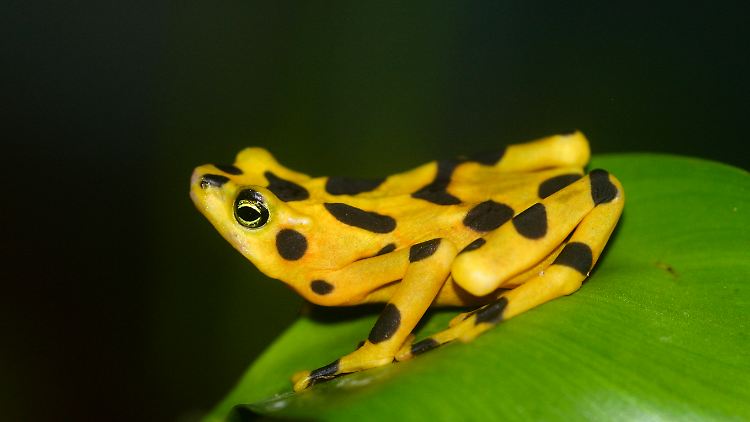 Der panamaische Goldfrosch gehört zu den Arten, deren Populationen durch den tödlichen Pilzerreger "Bd" zusammengebrochen sind.