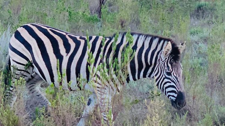 So ein Zebra löst eine Menge Gedanken aus. Am Ende landet man bei den ebenso großen wie einfachen Dingen.