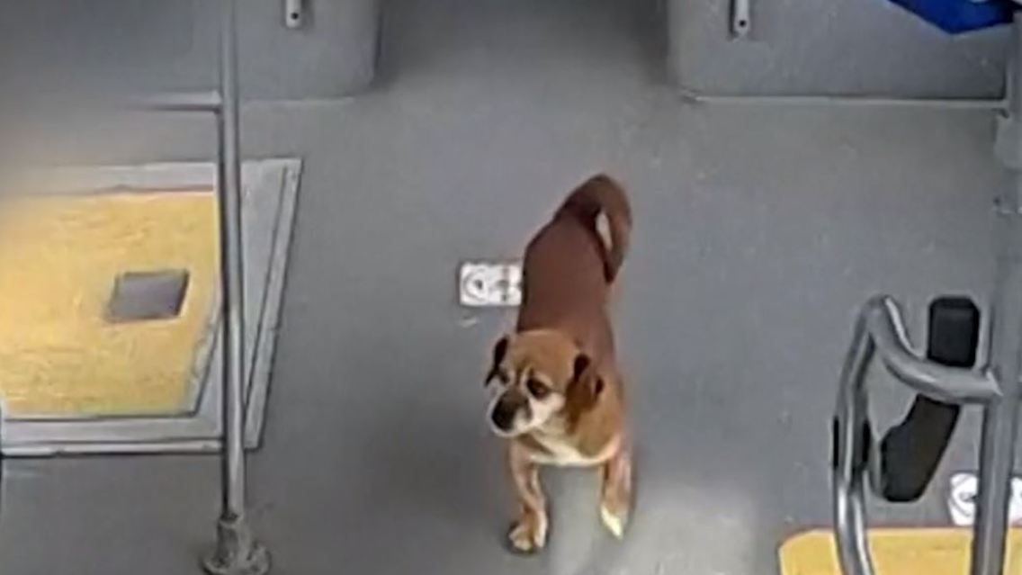 hund.JPG