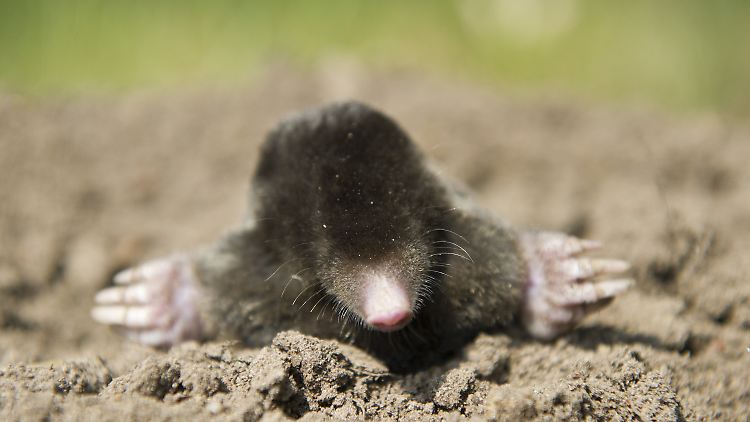 Denkt im Winter etwas weniger: der Europäische Maulwurf.