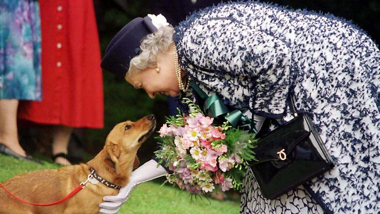 Elizabeth II. liebte ihre Corgis - doch in ihrem Umfeld teilten nicht alle diese Begeisterung.