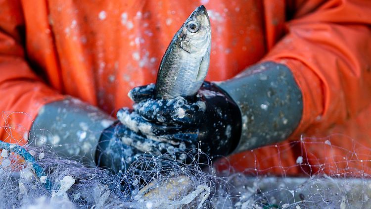 Das Ziel, die illegale Fischerei bis 2020 zu beenden, hat die EU verfehlt.