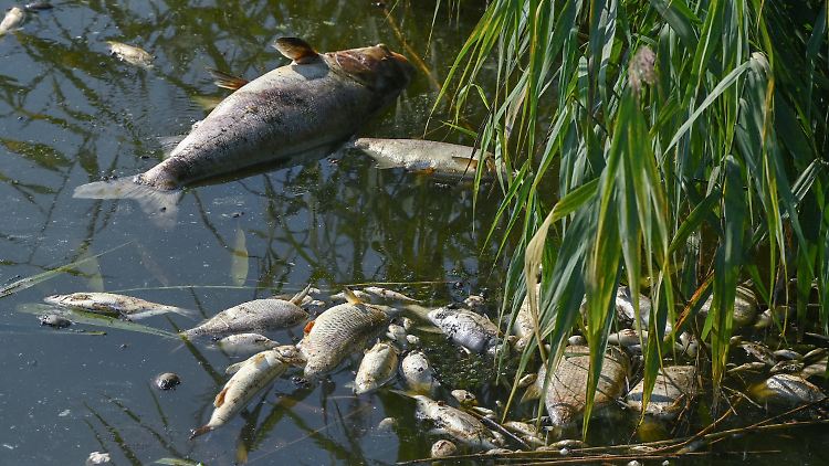 Im August trieben Tonnen toter Fische in der Oder. 