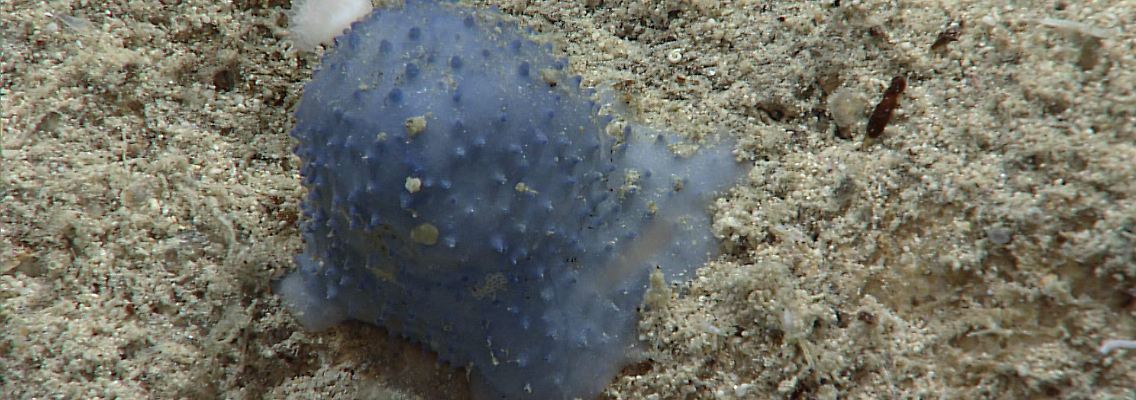 ex2206-dive08-unknown-hires.jpg
