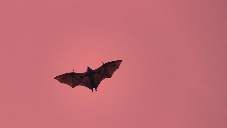 Wildtiere wie Fledermäuse könnten dazu beitragen, dass sich das Virus Khosta-2 mit dem Sars-CoV-2-Erreger verbindet.