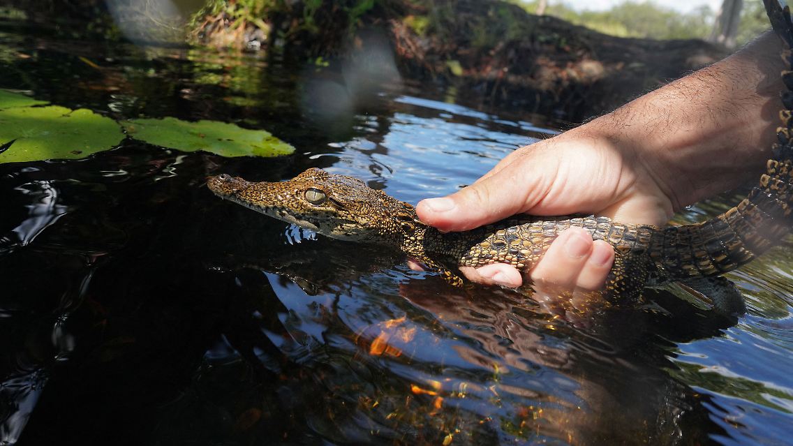 ... und entlässt ein Babykrokodil in die freie Wildbahn.