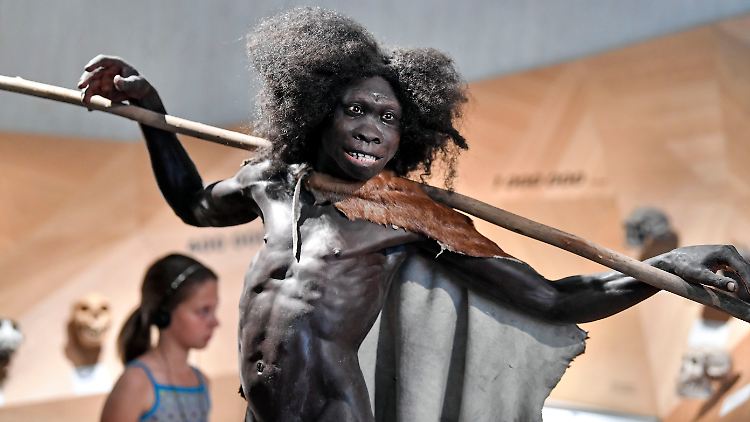 Die Rekonstruktion eines Homo erectus im Neanderthal Museum in Mettmann - Klimaschwankungen könnten die Entwicklung der Urmenschen vorangetrieben haben.