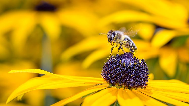 Chemische Pflanzenschutzmittel, besonders solche, die Neonikotinoide enthalten, können bei Bienen und andere Insekten schon bei einer niedrigen Dosis Lähmungen und Orientierungsstörungen verursachen. 