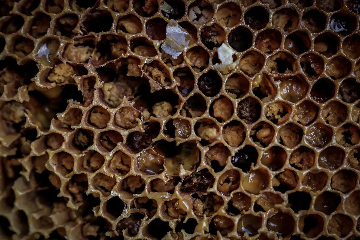 2024-06-05T100227Z-1237599143-RC2908AMVV4J-RTRMADP-3-CLIMATE-CHANGE-NEPAL-HONEY