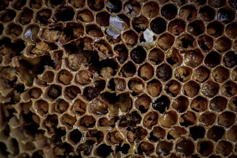 2024-06-05T100227Z-1237599143-RC2908AMVV4J-RTRMADP-3-CLIMATE-CHANGE-NEPAL-HONEY