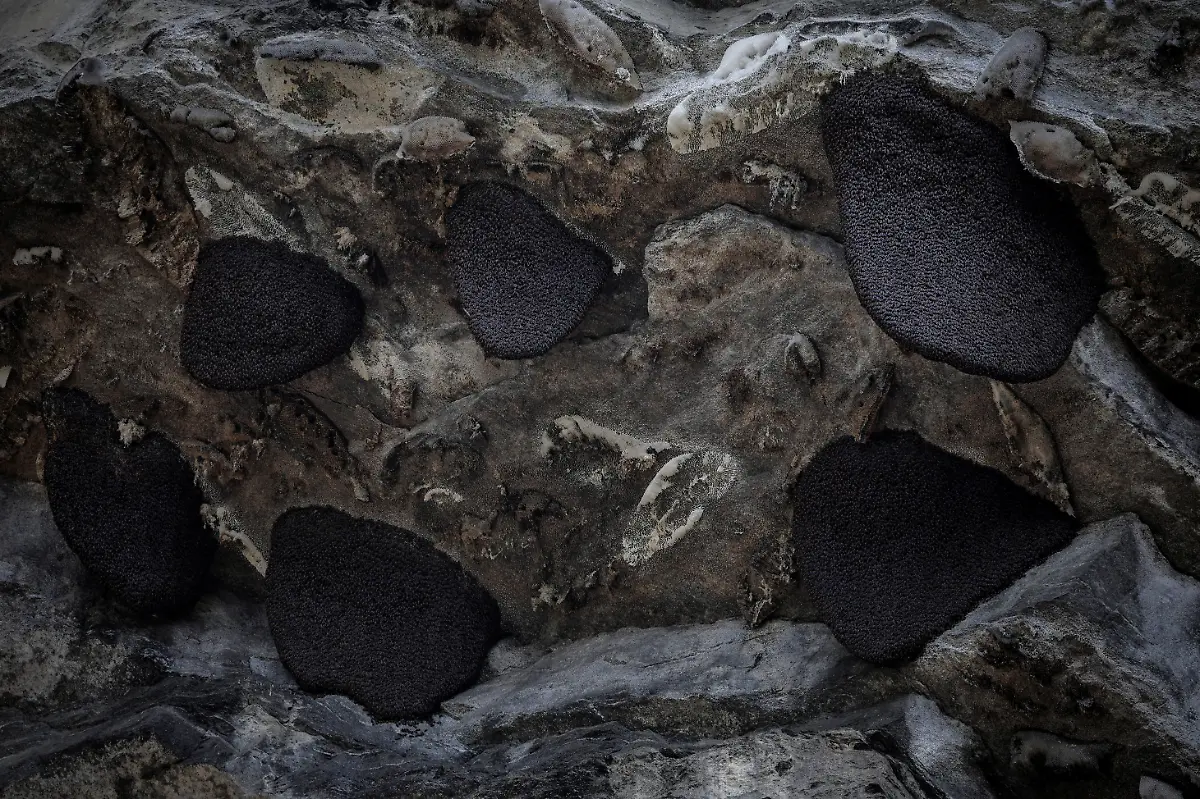 2024-06-05T100138Z-1368575818-RC2308AI0A8S-RTRMADP-3-CLIMATE-CHANGE-NEPAL-HONEY