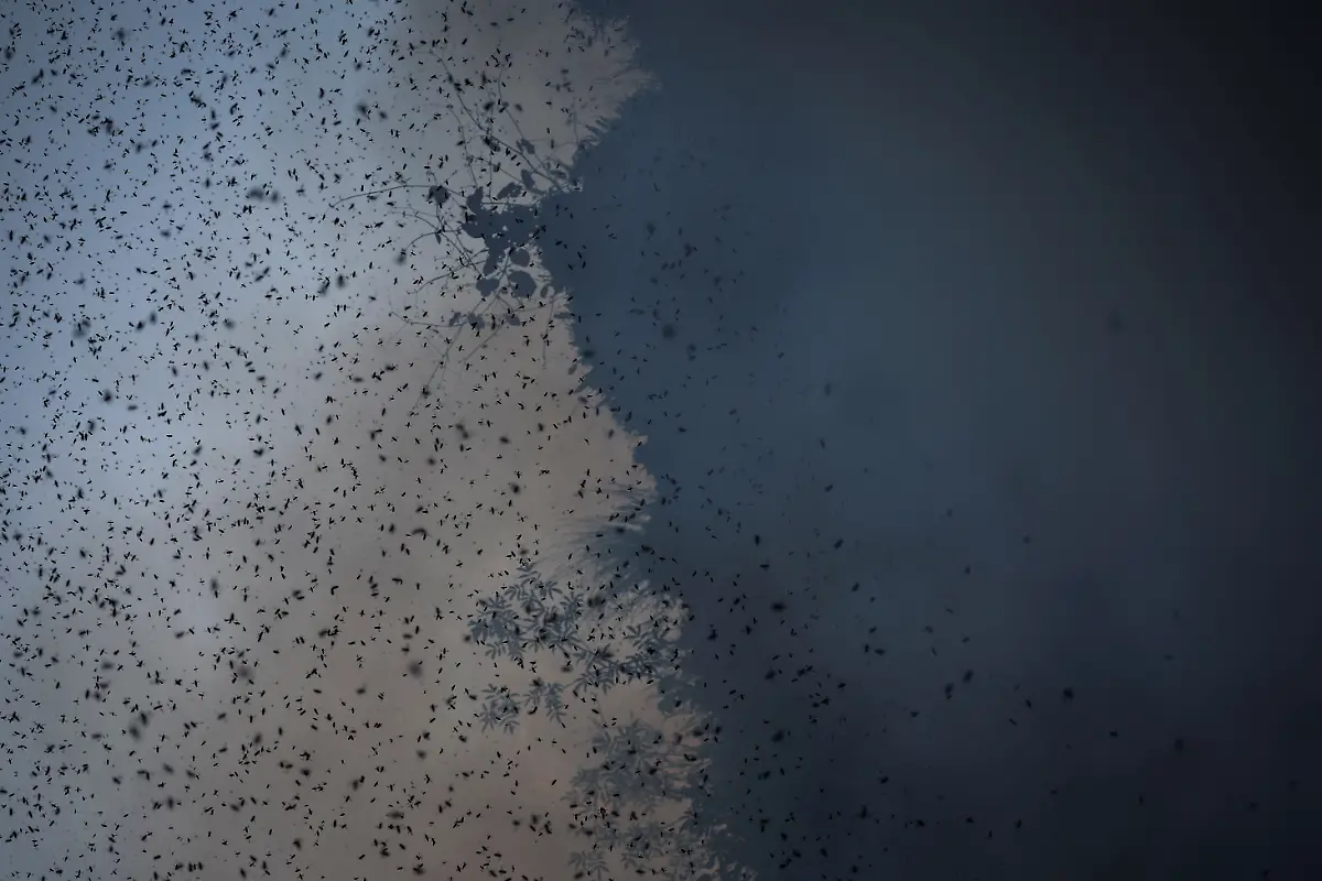 2024-06-05T100202Z-1651292428-RC2808AD8SQL-RTRMADP-3-CLIMATE-CHANGE-NEPAL-HONEY