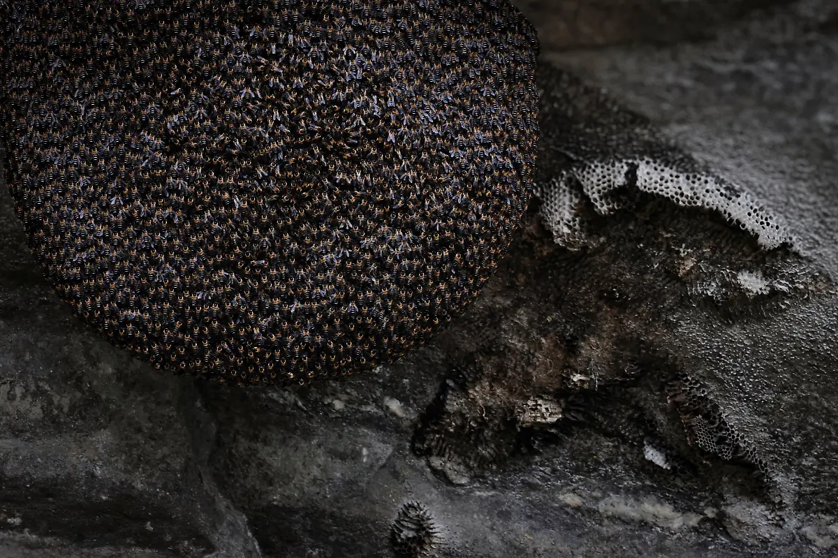 2024-06-05T100236Z-313691165-RC2HZ7AY1Q65-RTRMADP-3-CLIMATE-CHANGE-NEPAL-HONEY