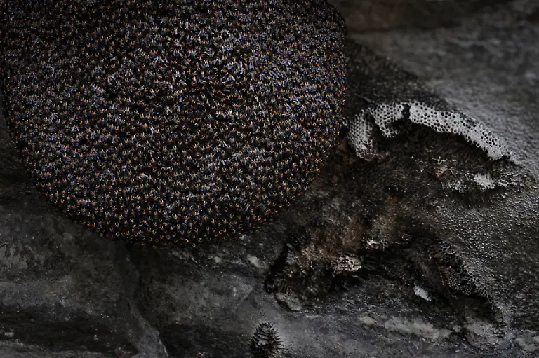 2024-06-05T100236Z-313691165-RC2HZ7AY1Q65-RTRMADP-3-CLIMATE-CHANGE-NEPAL-HONEY