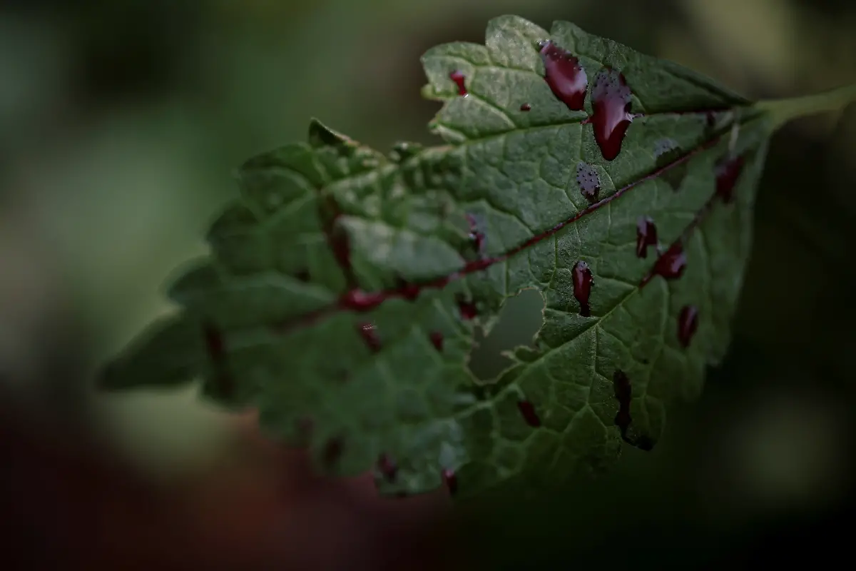 Blut-geopferter-Hahn