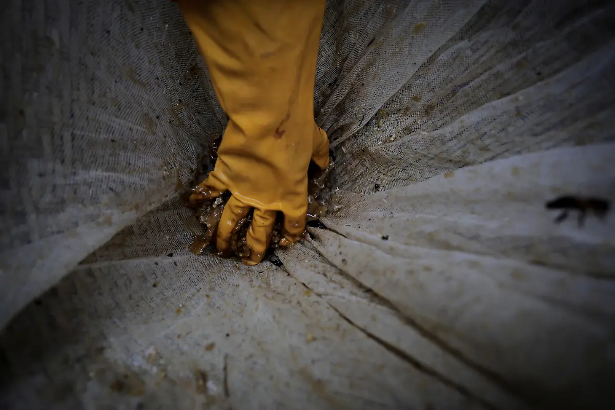 2024-06-05T100228Z-1074337744-RC2B08A9CSP4-RTRMADP-3-CLIMATE-CHANGE-NEPAL-HONEY