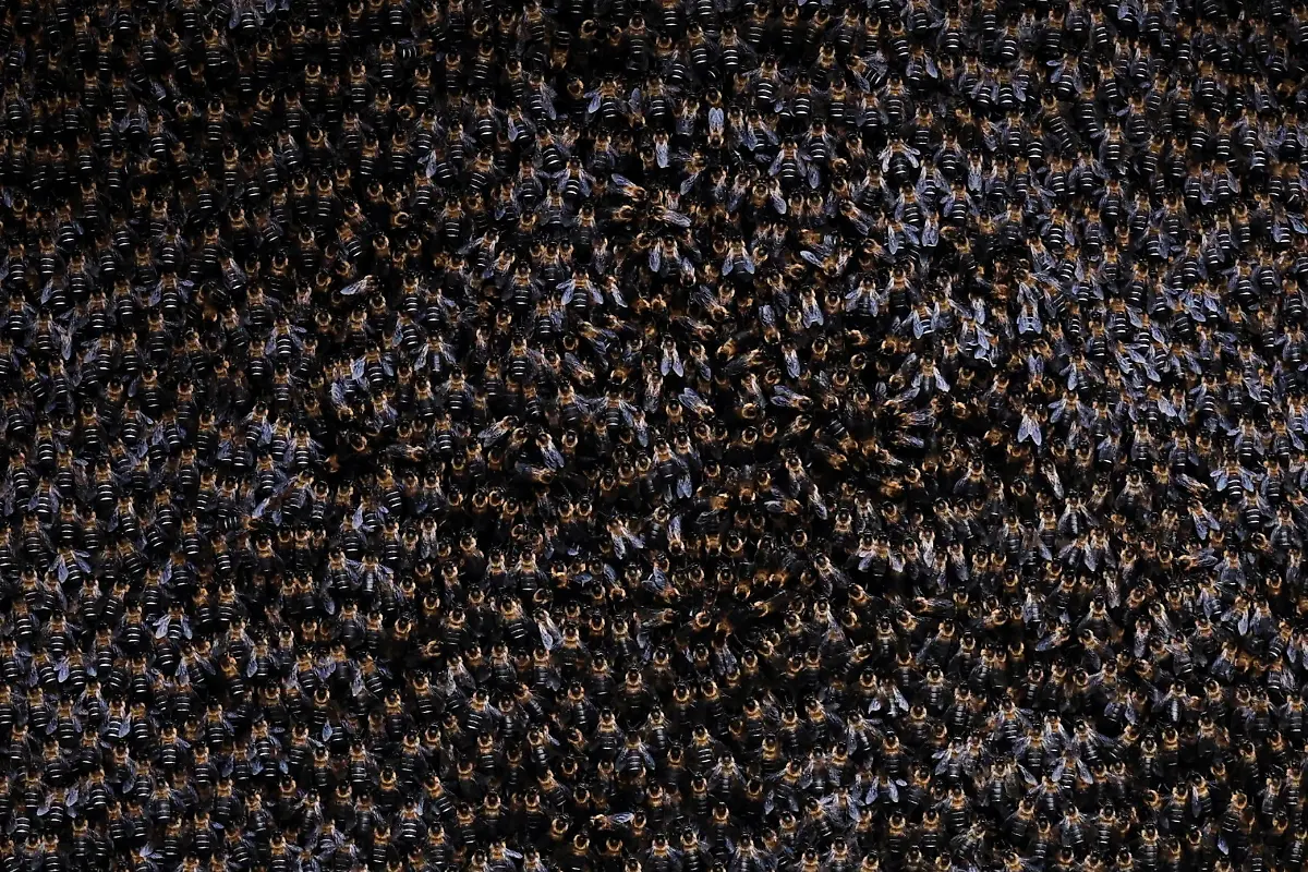 2024-06-05T100158Z-286340674-RC2HZ7APVZDP-RTRMADP-3-CLIMATE-CHANGE-NEPAL-HONEY