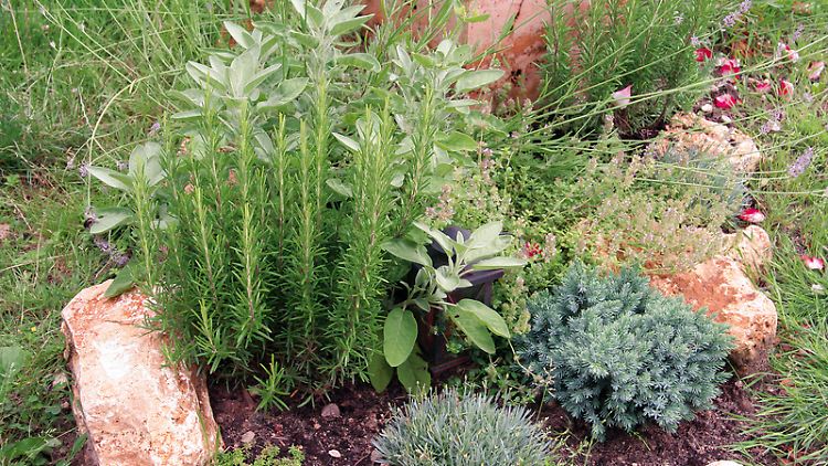 Ein Grab ist im Grunde auch ein kleiner Garten - und man kann auf ihm anbauen, was einem selbst am besten gefällt. Zum Beispiel auch Kräuter.
