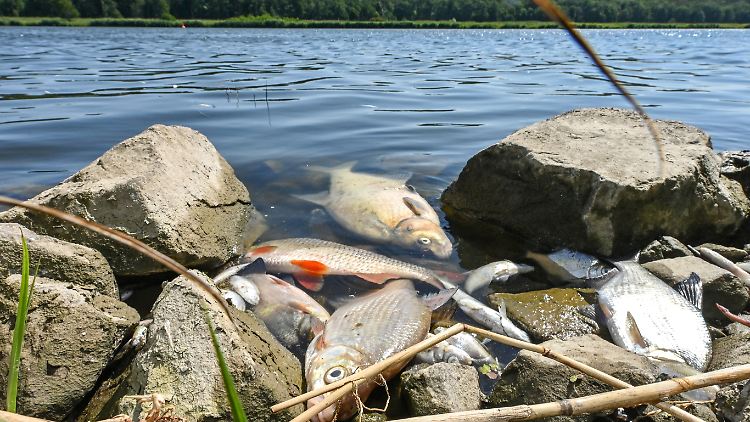 Oderufer Anfang August: Die giftige Algenart wächst in salzigem Brackwasser und wurde zuvor noch nie in Polen nachgewiesen, teilen die Behörden mit. 