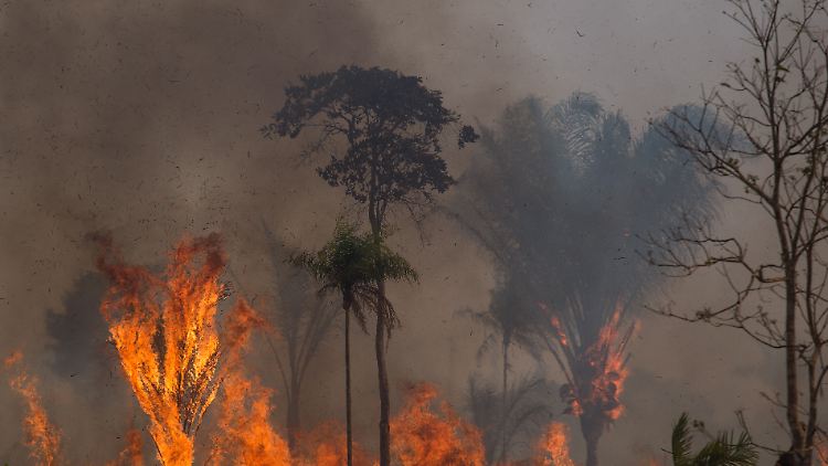 Ein Waldstück im Amazonasgebiet steht in Flammen. 