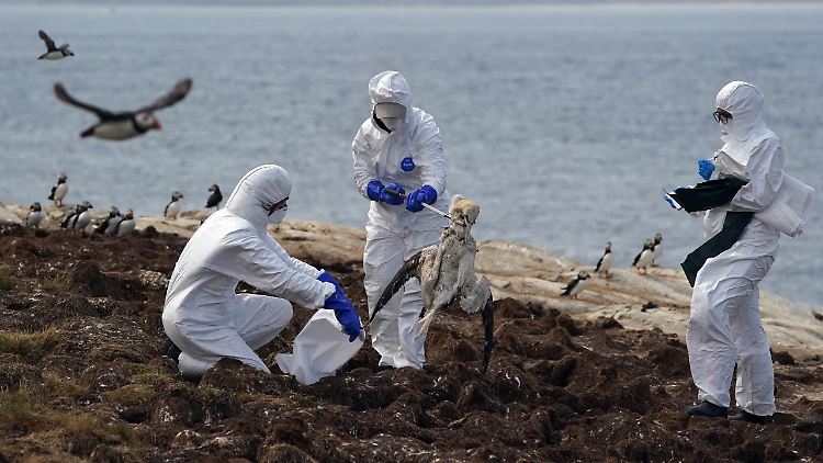 Ein Experte geht davon aus, dass allein an der Nordsee Zehntausende Vögel durch den Virus starben.