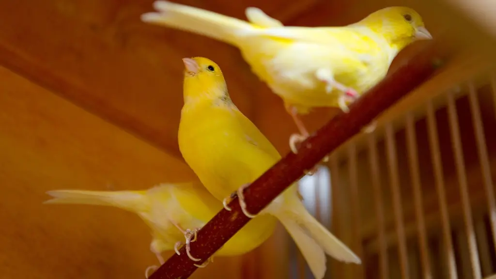 Kanarienvoegel-sitzen-auf-einer-Stange