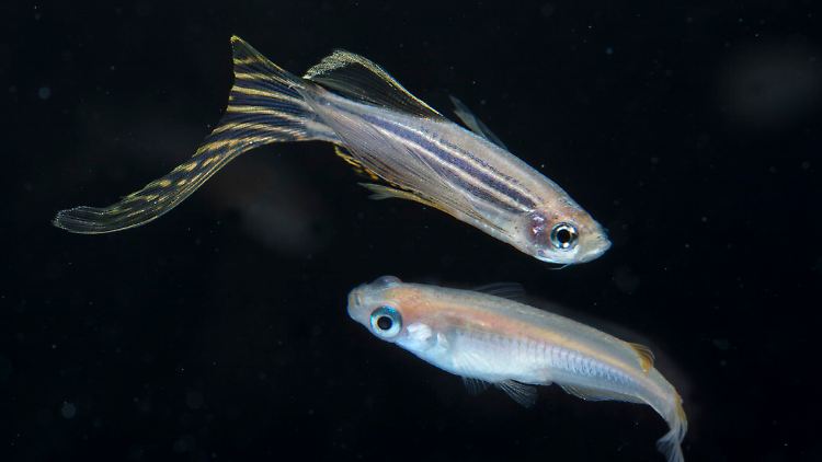Zebrafische sind wahre Regenerationskünstler. Sie können unter anderem ihr Gehirn, die Netzhaut und innere Organe erneuern.