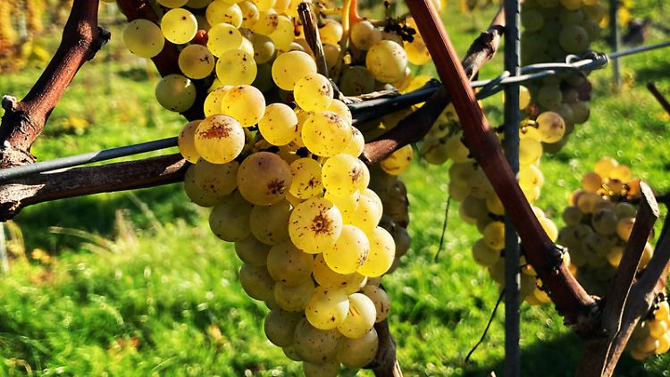 Die Trauben bei Stub Wines gedeihen auch im kühlen dänischen Meeresklima.