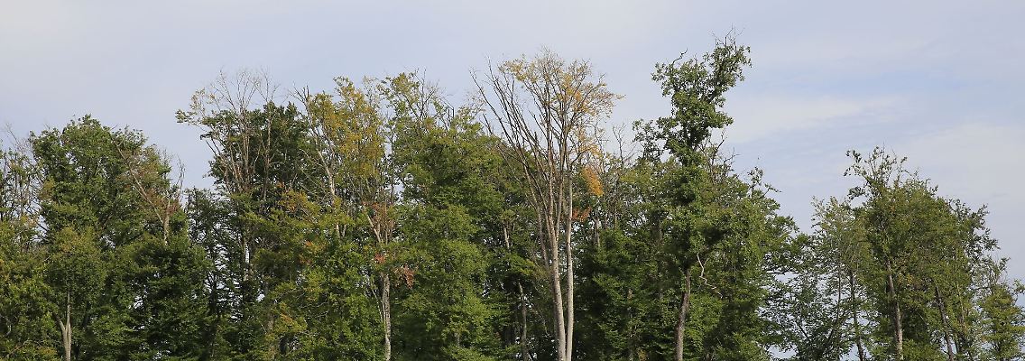 Eine Buche hat bereits im August viele ihrer Blätter verloren.