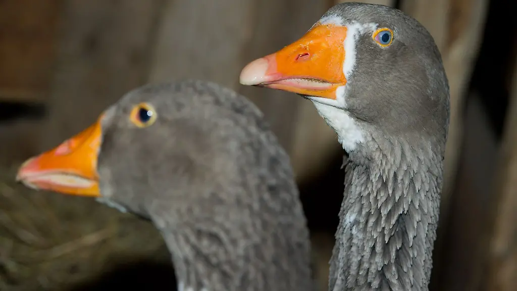 Pommerngaense-stehen-in-einem-Stall
