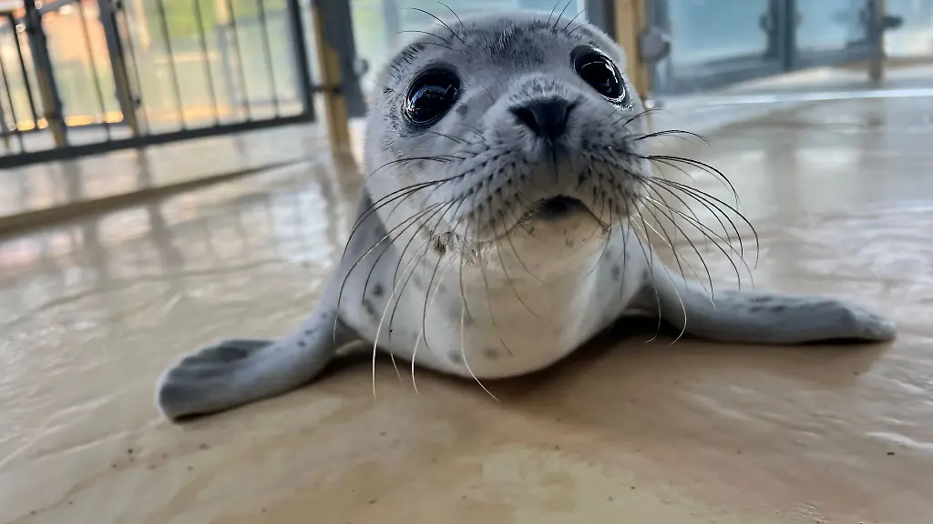 Der-Heuler-Fiete-liegt-in-der-Seehundstation-Norddeich