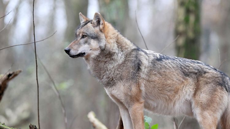 Ein europäischer Grauwolf.