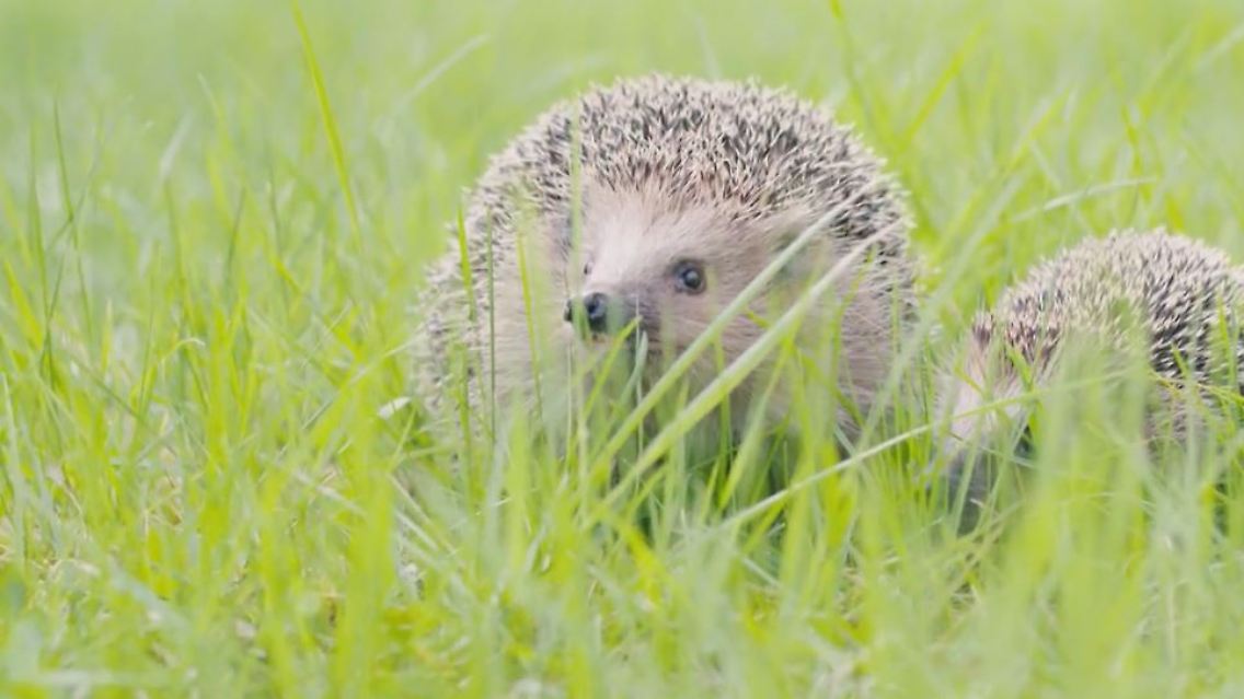igel.JPG