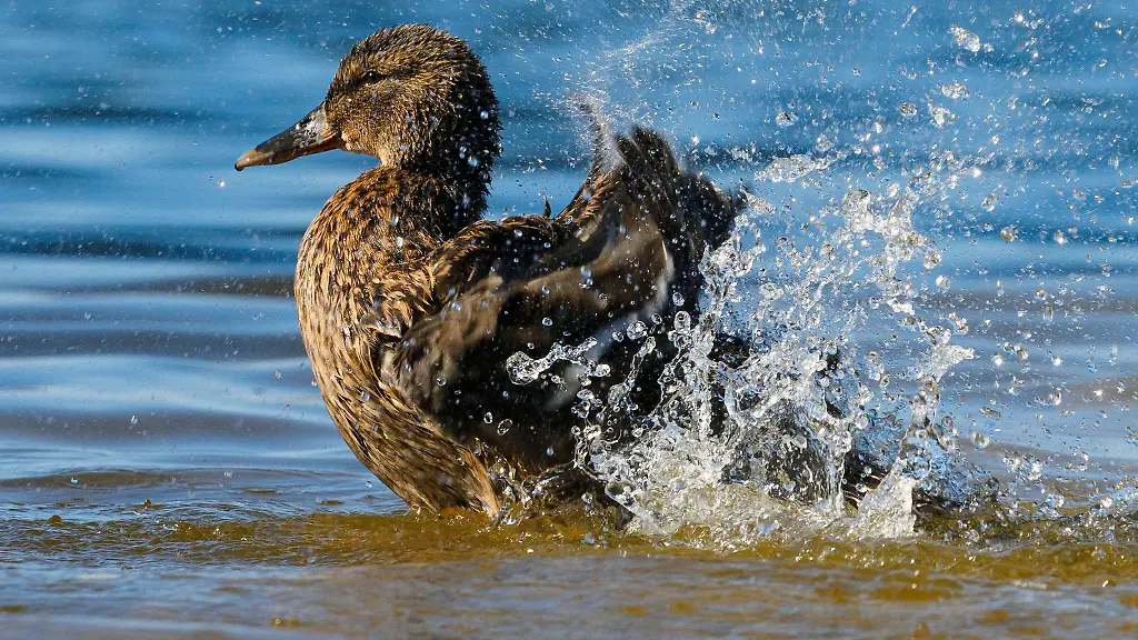 Eine-Ente-putzt-sich-bei-fruehlingshaftem-Wetter-auf-dem-Schwedtsee