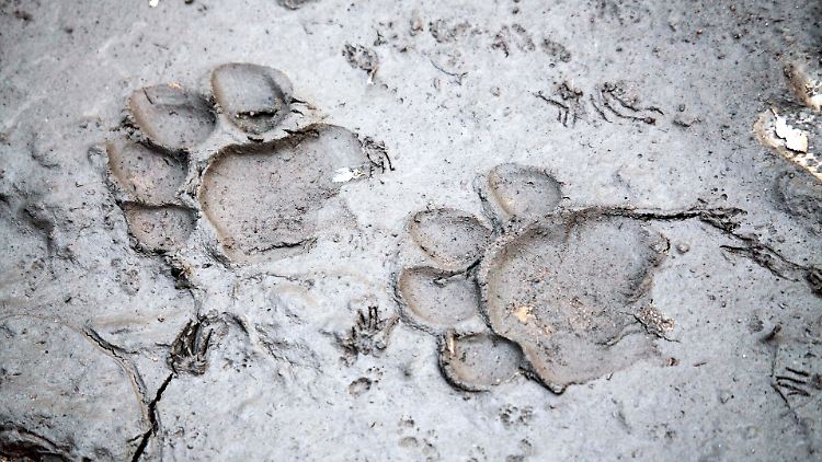 Blutige Spuren: Zwischen 2014 und 2019 wurden in Indien fast 225 Menschen von Tigern getötet.