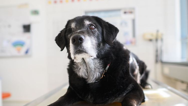 Ein Hund mit diagnostizierter Demenz in einem Behandlungsraum der Tierärztlichen Hochschule Hannover.