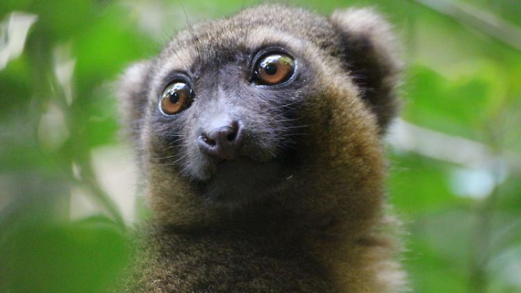 Ein vom Aussterben bedrohter Goldener Bambuslemur (Hapalemur aureus) im Südosten Madagaskars.