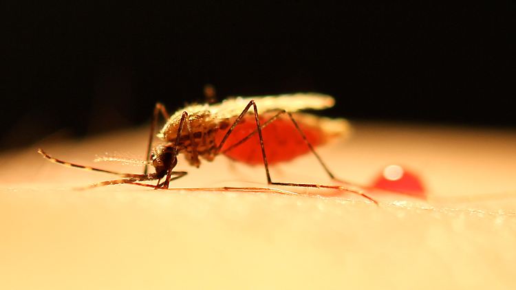 Anhand von Anopheles-coluzzii-Mücken erforschte ein Wissenschaftsteam das "Trockenzeit-Malaria-Paradoxon".