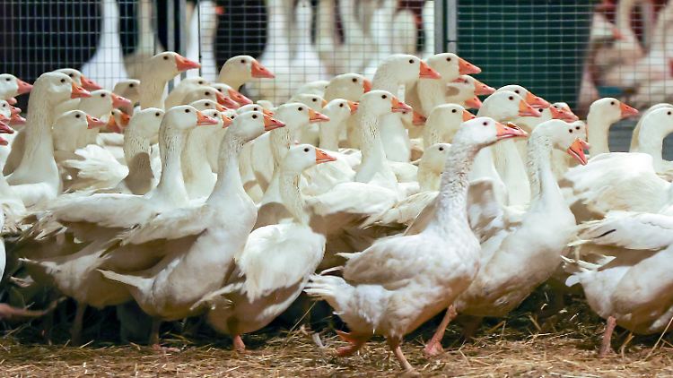 Lorenz Eskildsen hat auf seinem Hof noch keinen Fall von Vogelgrippe verzeichnet. 