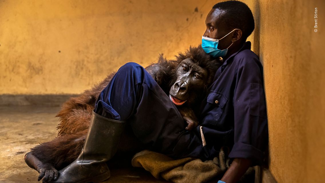 Den traurigen Moment des Todes der Brent Stirton