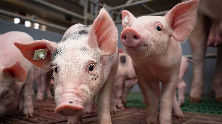 Ab 2023 soll eine staatlich verpflichtende Tierhaltungskennzeichnung gelten.