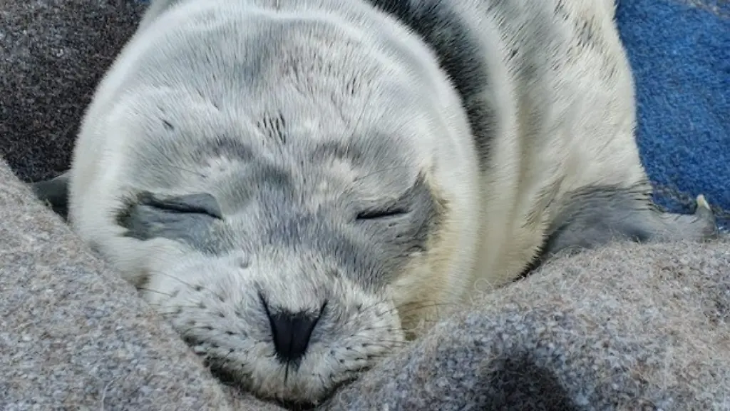 43a30a8a16c9f3f0ad16135a77380c46